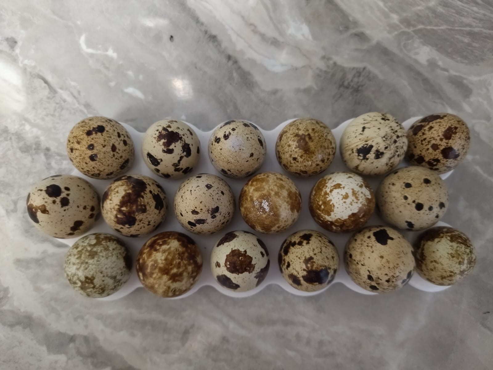 18 bıldırcın yumurtası (Plastik Aparattır!!!)