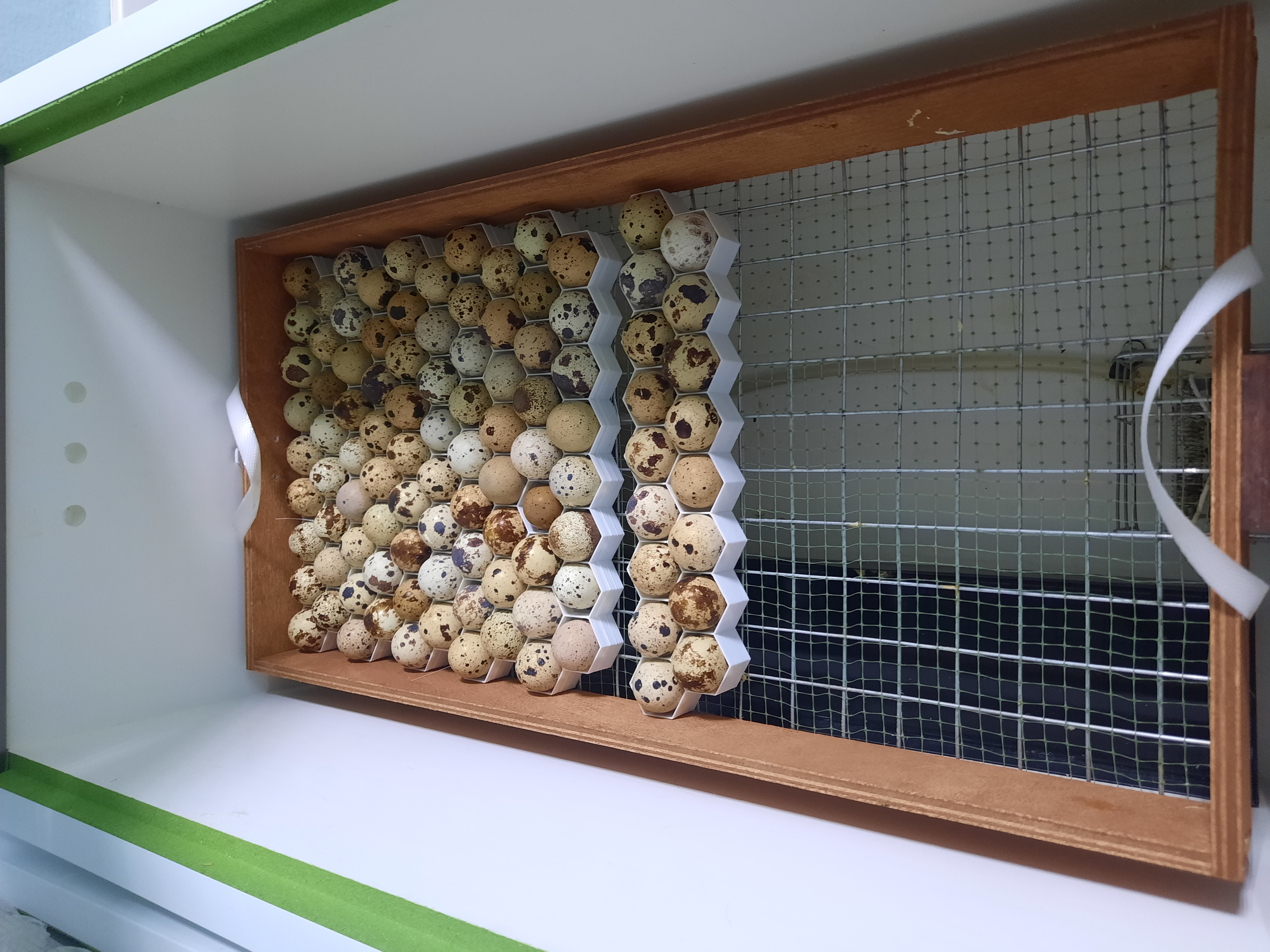 İnkübatör Parkı Norm 120 tepsilerindeki bıldırcın yumurtaları (293 PC) için hücreler (Plastik Aparattır!!!)