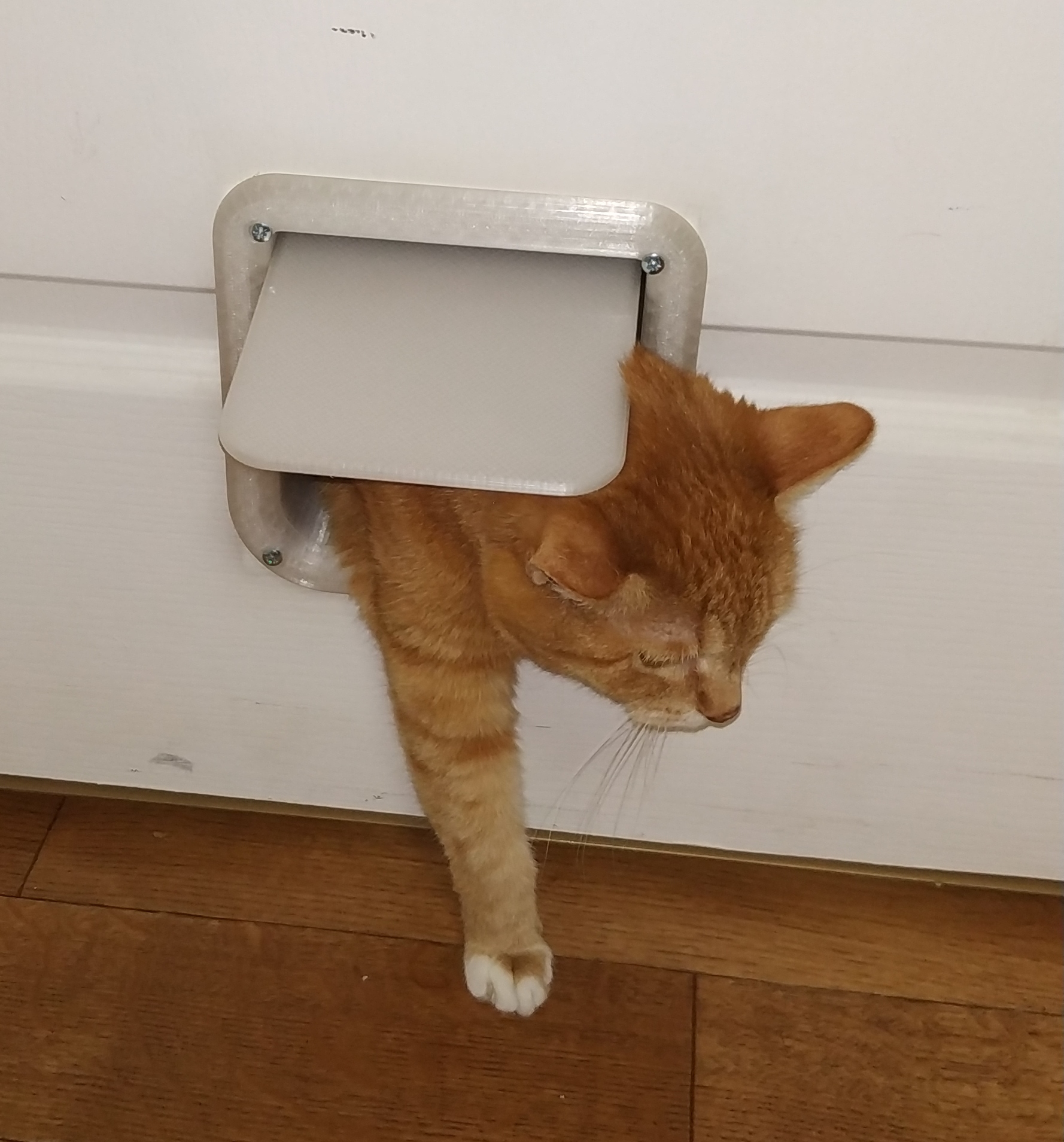 Kitty Door (ed. 2025) (Plastik Aparattır!!!)