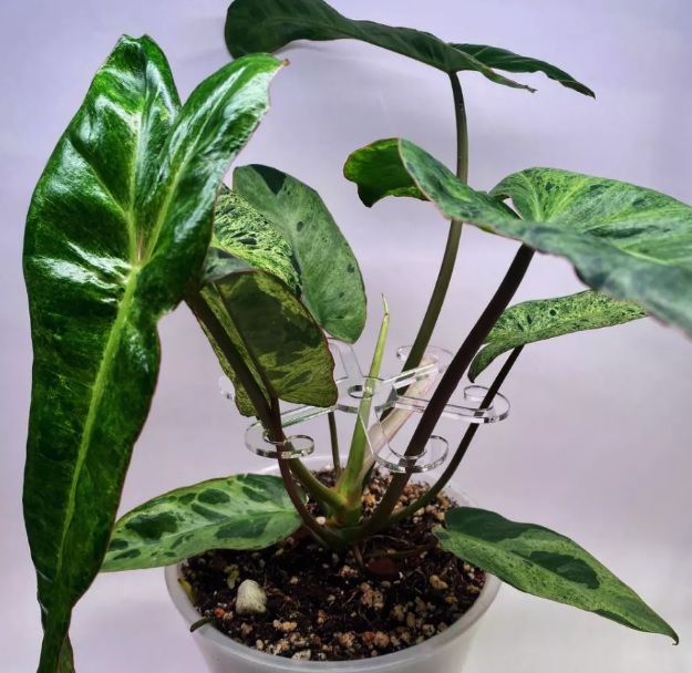 Yapraklar için Cistor D12.5cm (Plastik Aparattır!!!)