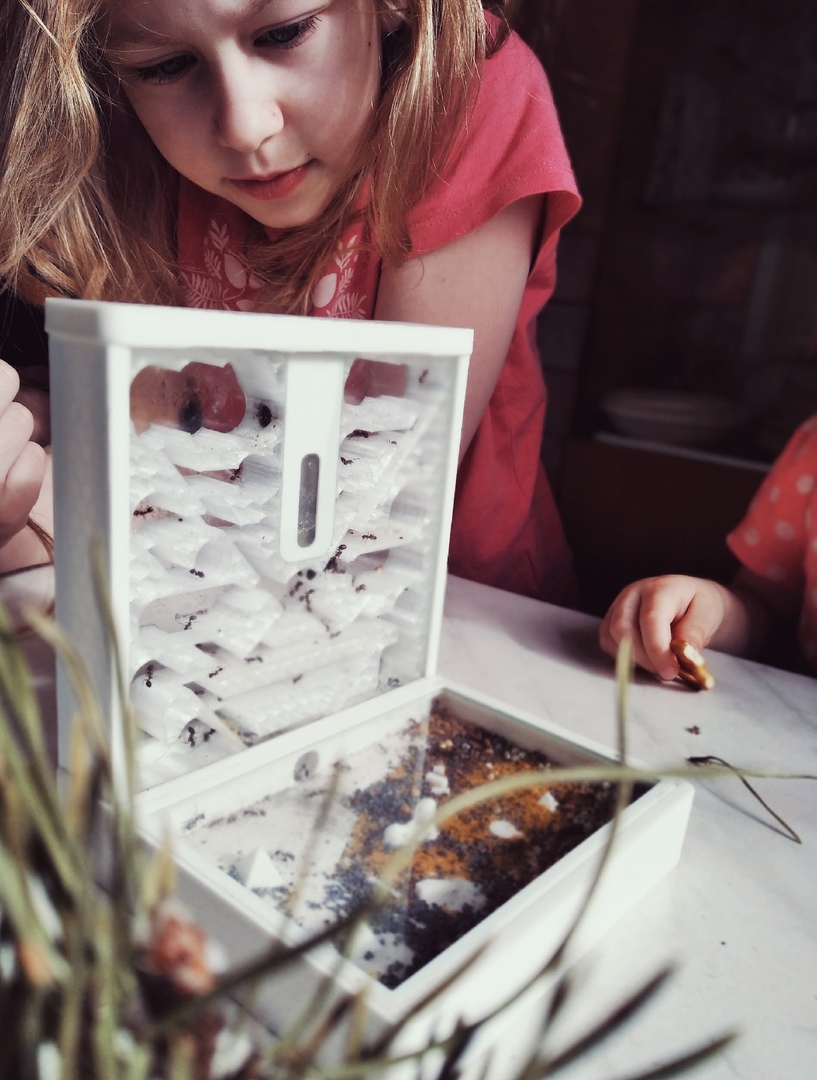 Муравьиная ферма с подсветкой (формикарий)