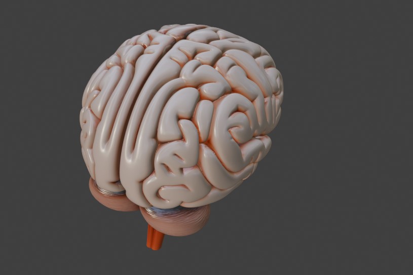 Anatomical Human Brain - Detailed 3D Model