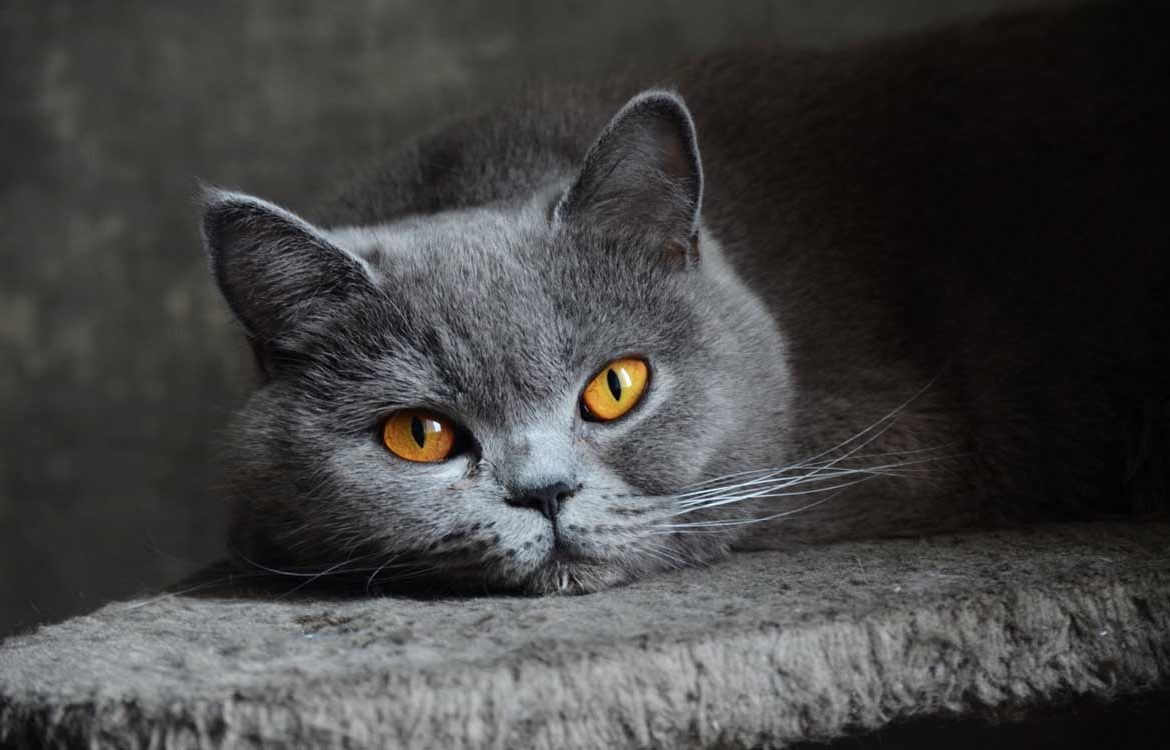 Череп породостого кота. Ветеринария. Анатомия.