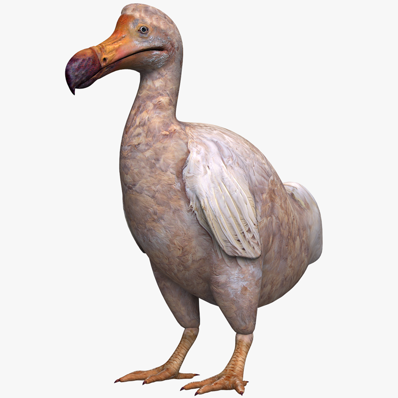Dodo