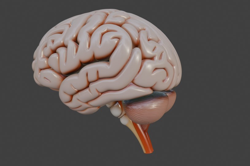 Anatomical Human Brain - Detailed 3D Model