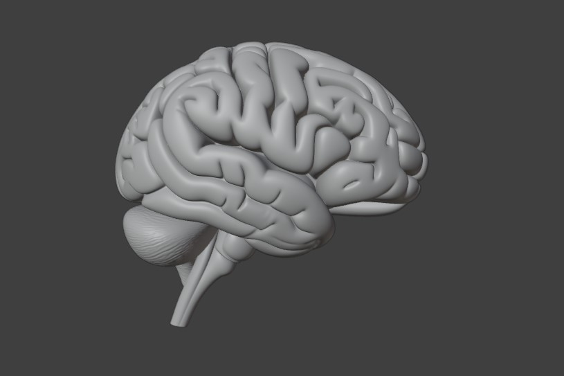 Anatomical Human Brain - Detailed 3D Model