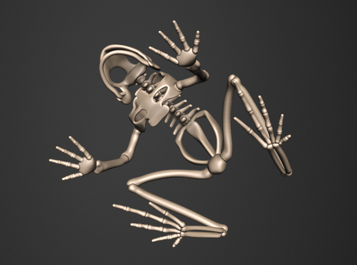 Скелет лягушки