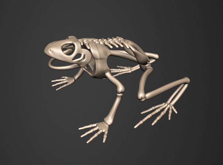 Скелет лягушки