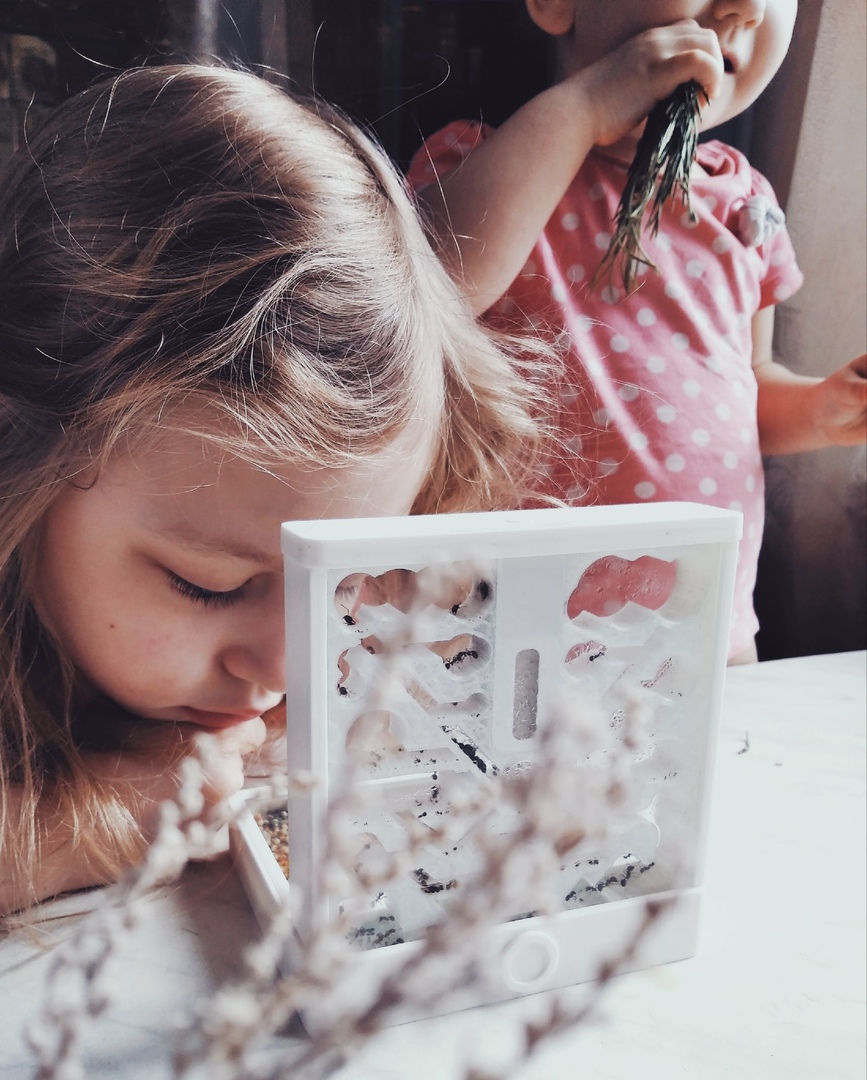 Муравьиная ферма с подсветкой (формикарий)