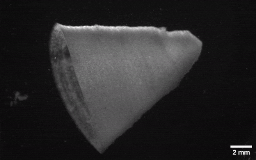 Гарвардские ученые создали 3D-печатный имитатор сердечных тканей Гарвардские ученые создали 3D-печатный имитатор сердечных тканей