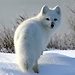 PolarFox